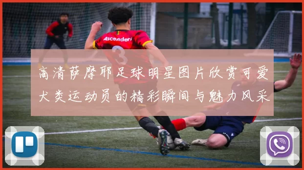高清萨摩耶足球明星图片欣赏可爱犬类运动员的精彩瞬间与魅力风采